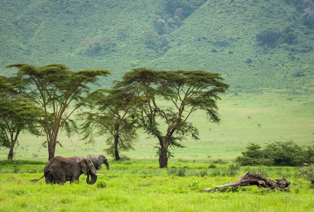 Elefant im Ngorongoro Krater