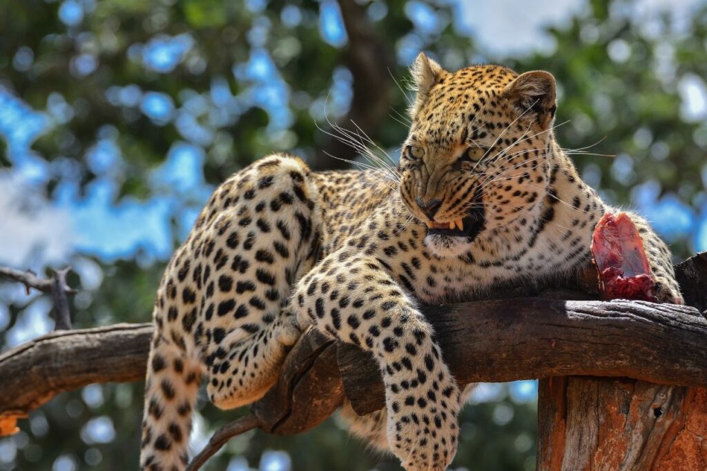 Leopard