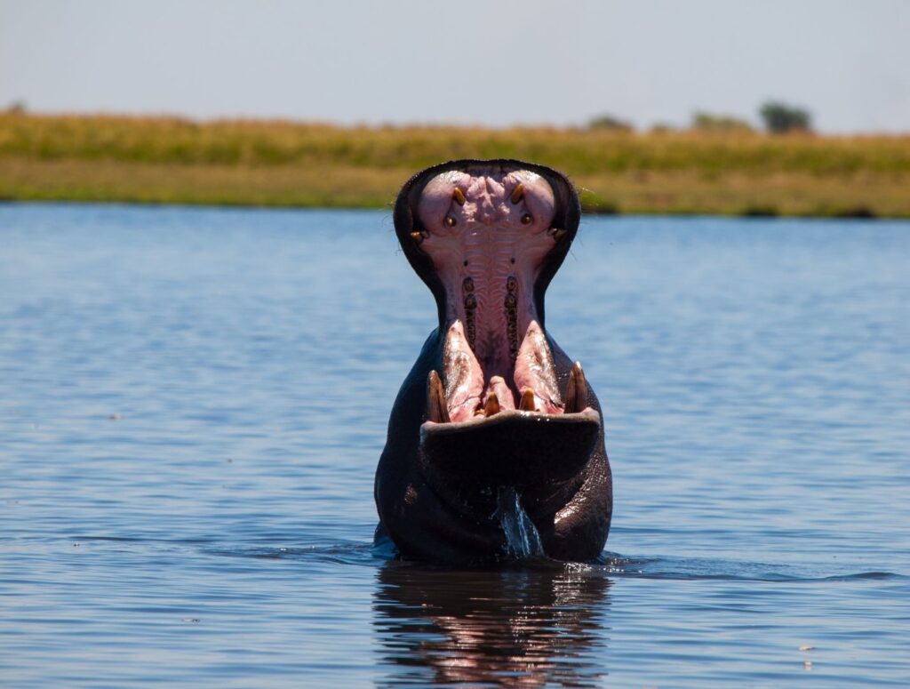Design ohne Titel – 3 Flusspferd im Okavango Delta