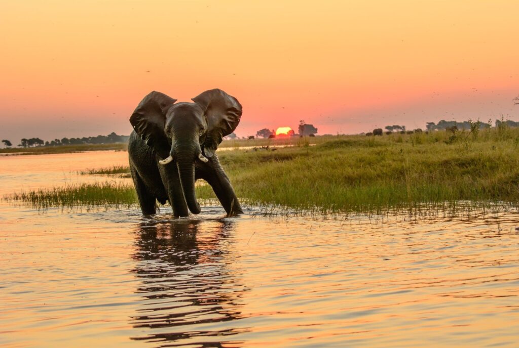 Design ohne Titel – 5 Elefant am Chobe