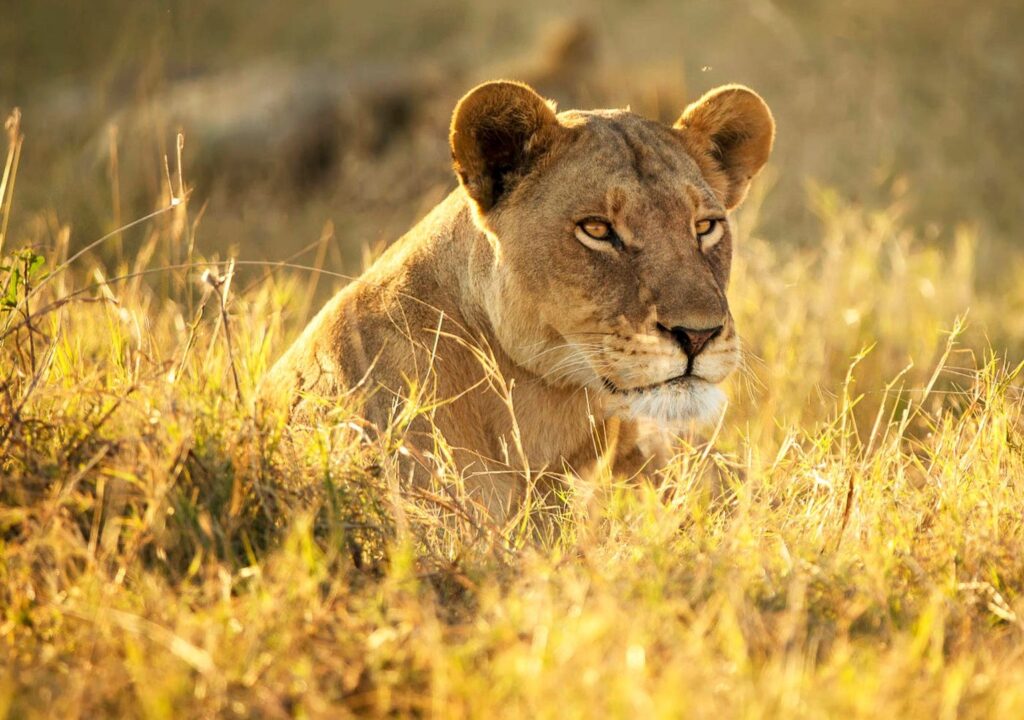 Lioness