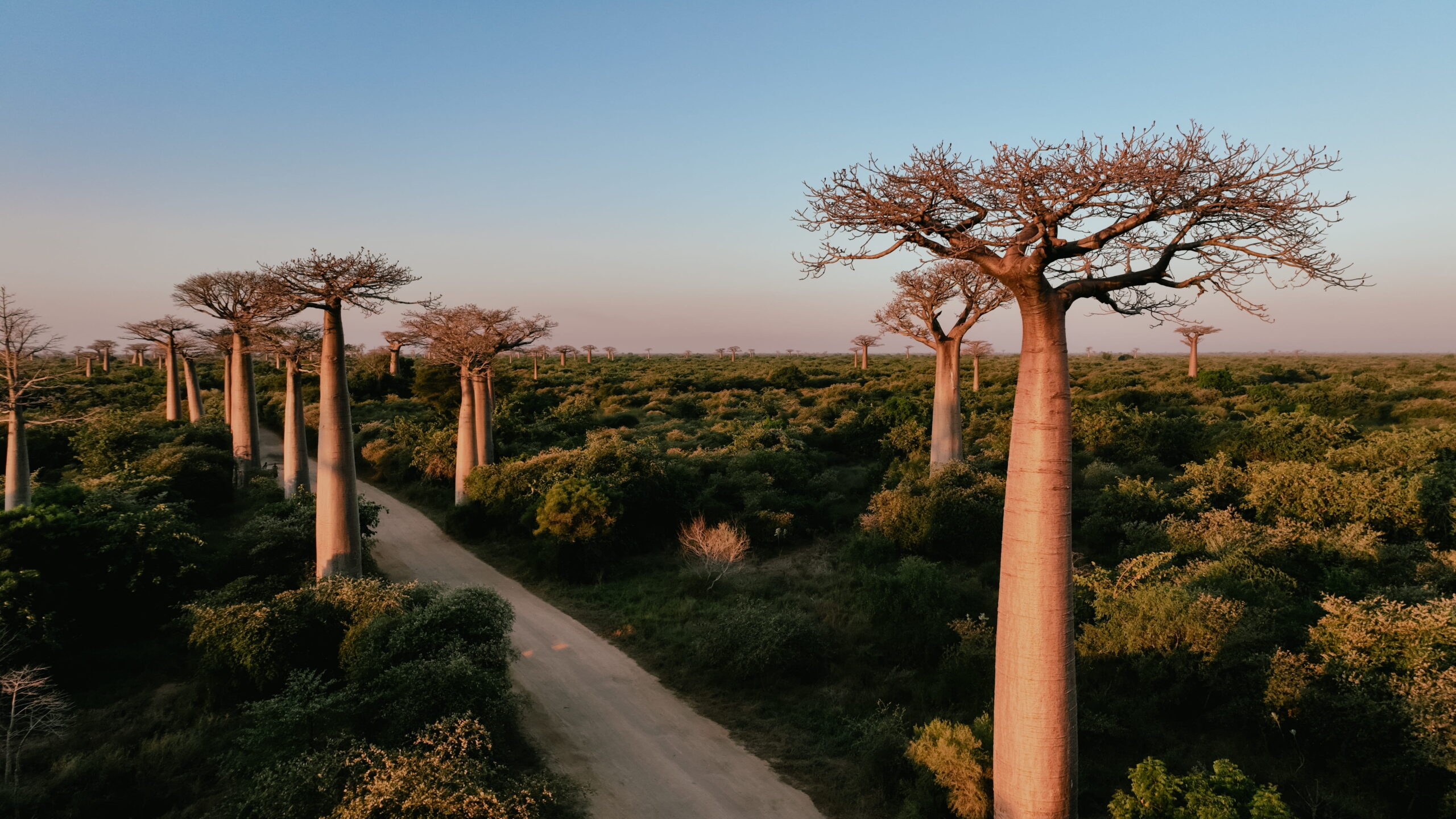 Luftaufnahme der Baobab Allee in Madagaskar