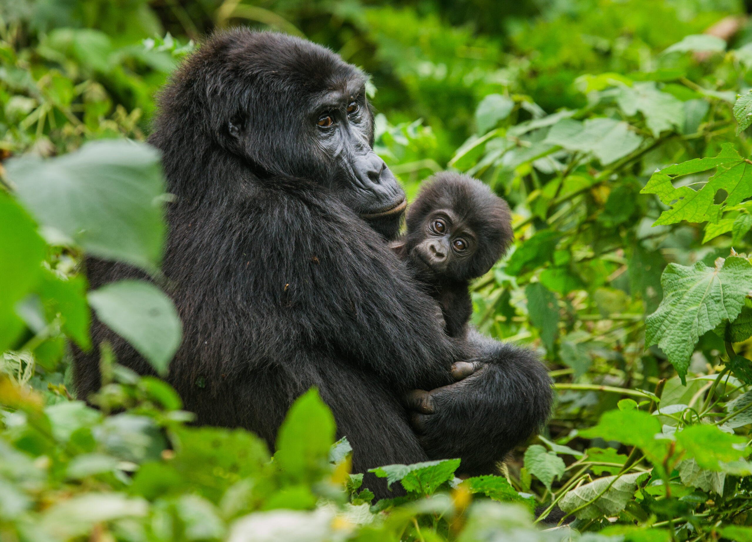 Gorilla Mama hält ihr Baby im Arm