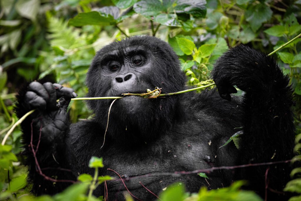 A,Gorilla,Is,Seen,In,Uganda,On,2024