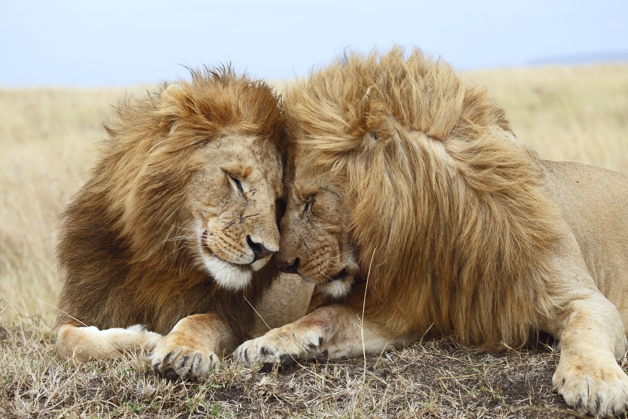 loewen entdecken auf safari mit afrikascout