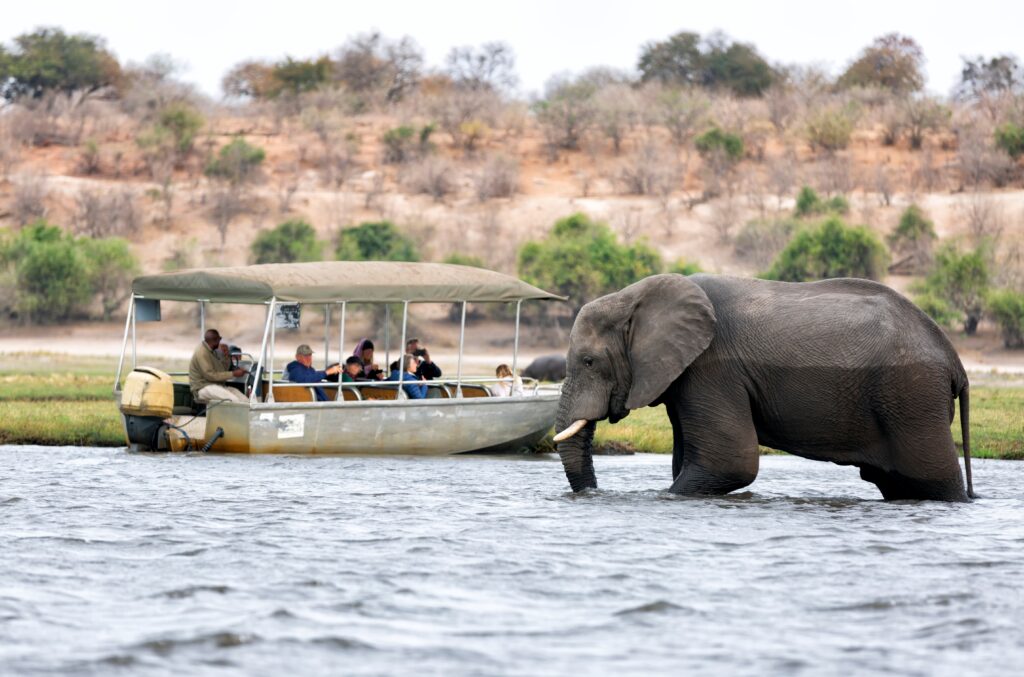 Kleingruppe beobachtet einen Elefanten auf einer Bootsfahrt im Chobe Nationalpark
