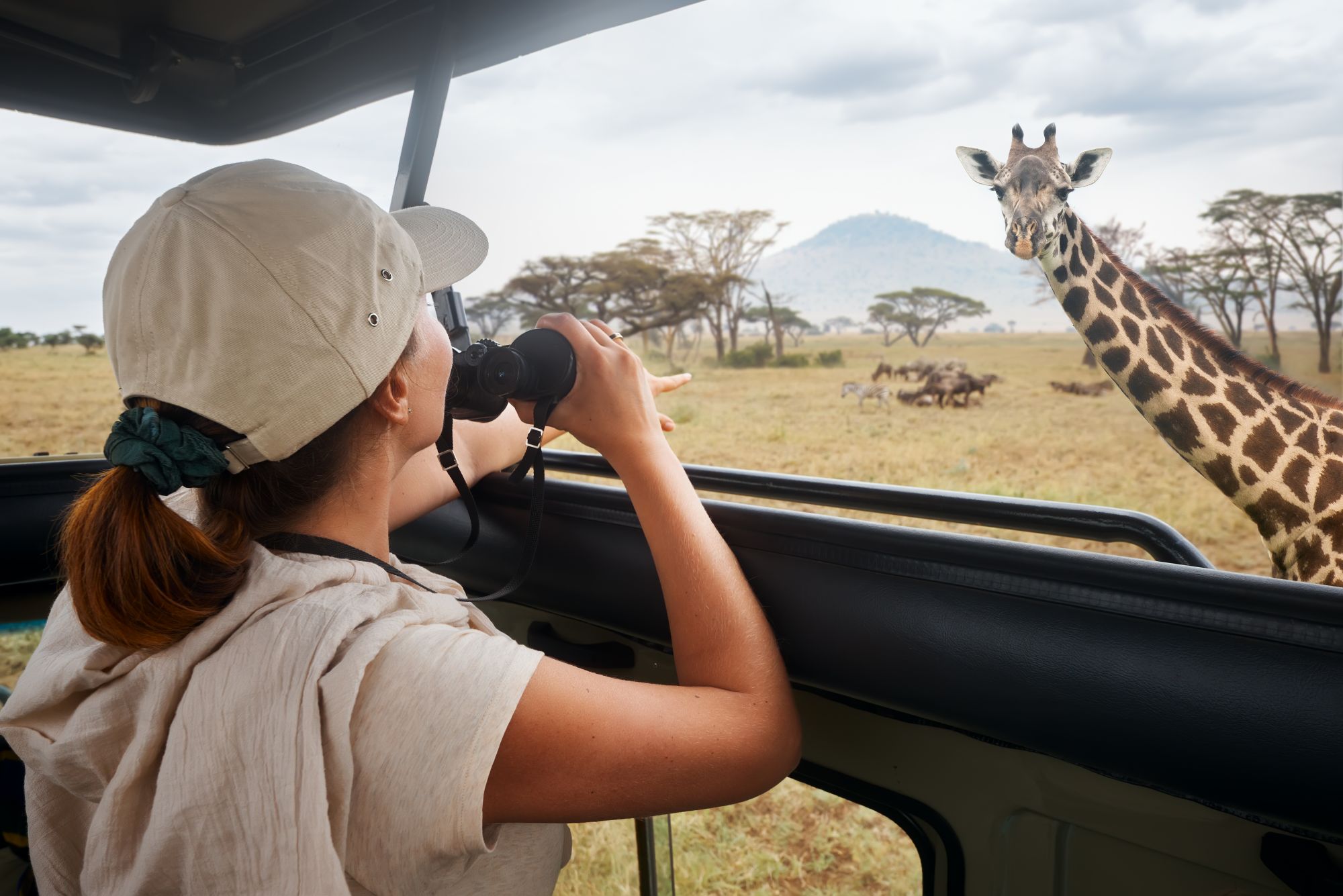 Touristin beobachtet Giraffen auf einer Safari