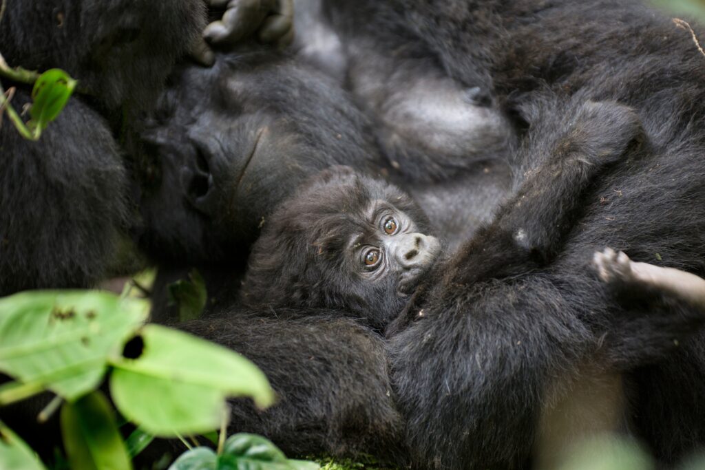 Free,Ranging,Baby,Mountain,Gorilla,With,Mother