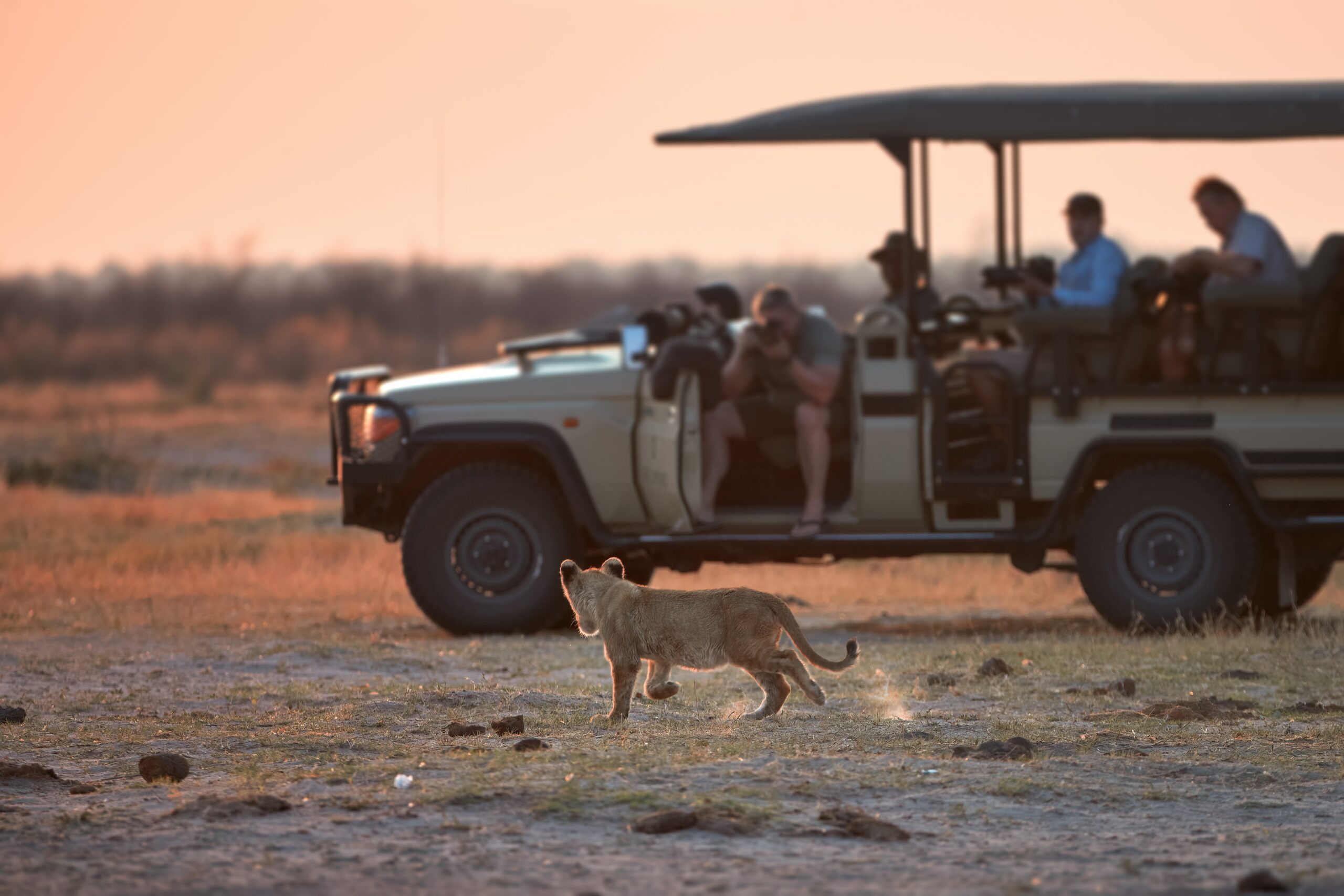 Kleingruppe beobachtet einen Löwenjunges im Savuti Nationalpark