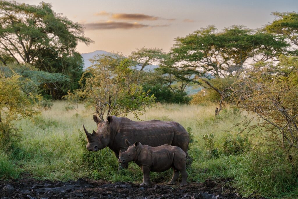 Two,Rhinos,,A,Mother,And,Calf,,Enjoy,The,Lush,Greenery