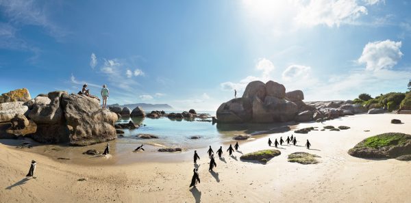 pinguine am boulders beach suedafrika mit afrikascout