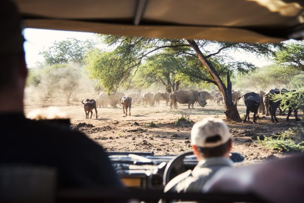 mit afrikascout auf safari in suedafrika
