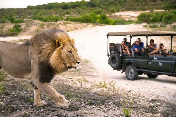 mit afrikascout und loewe auf safari