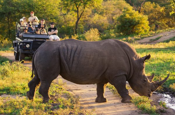 landruiser nashorn safari mit afrikascout