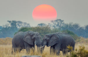 Tansania Privatreise Safari Sansibar - Elefanten