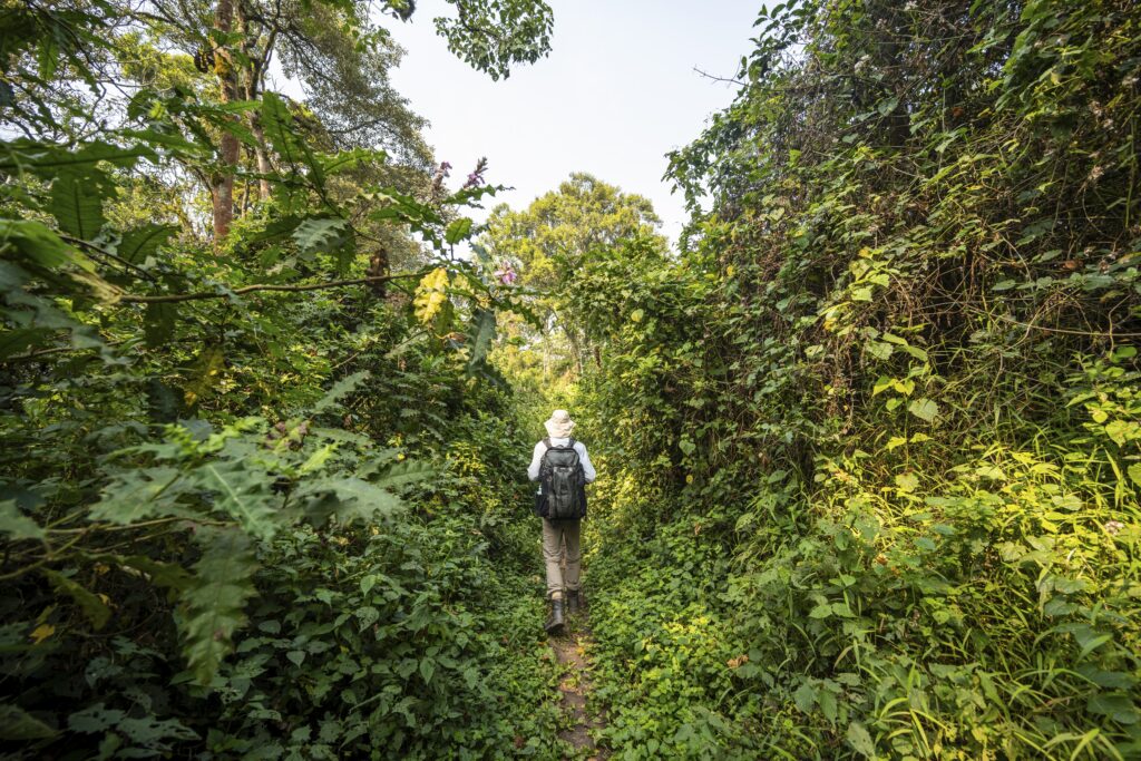 Tourist,Hiking,Trail,Through,Dense,Vegetation,In,Tropical,Mountain,Rainforest, Tourist wandert im Bwindi Impenetrable National Park in Uganda