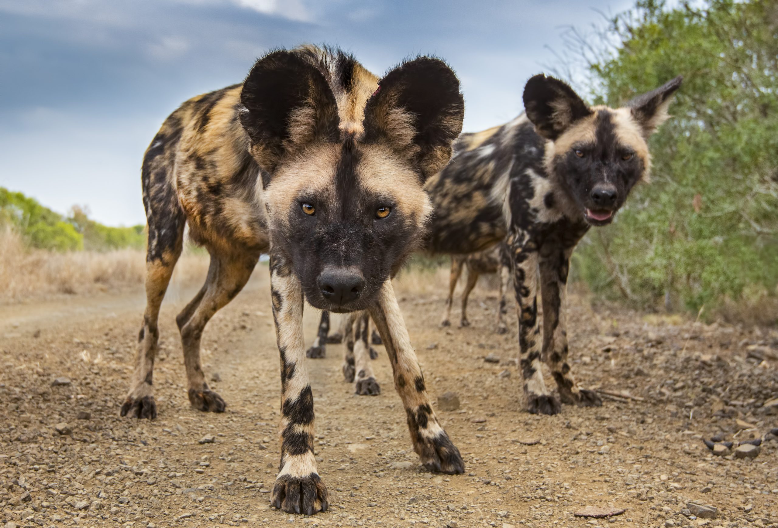 African wild dogs