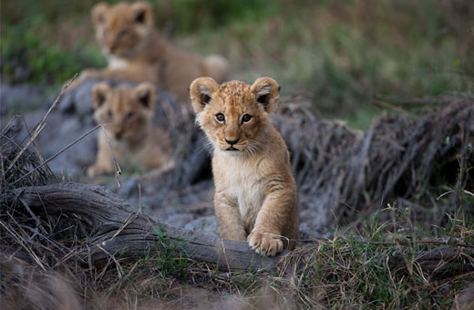 safari urlaub afrika pauschalreise