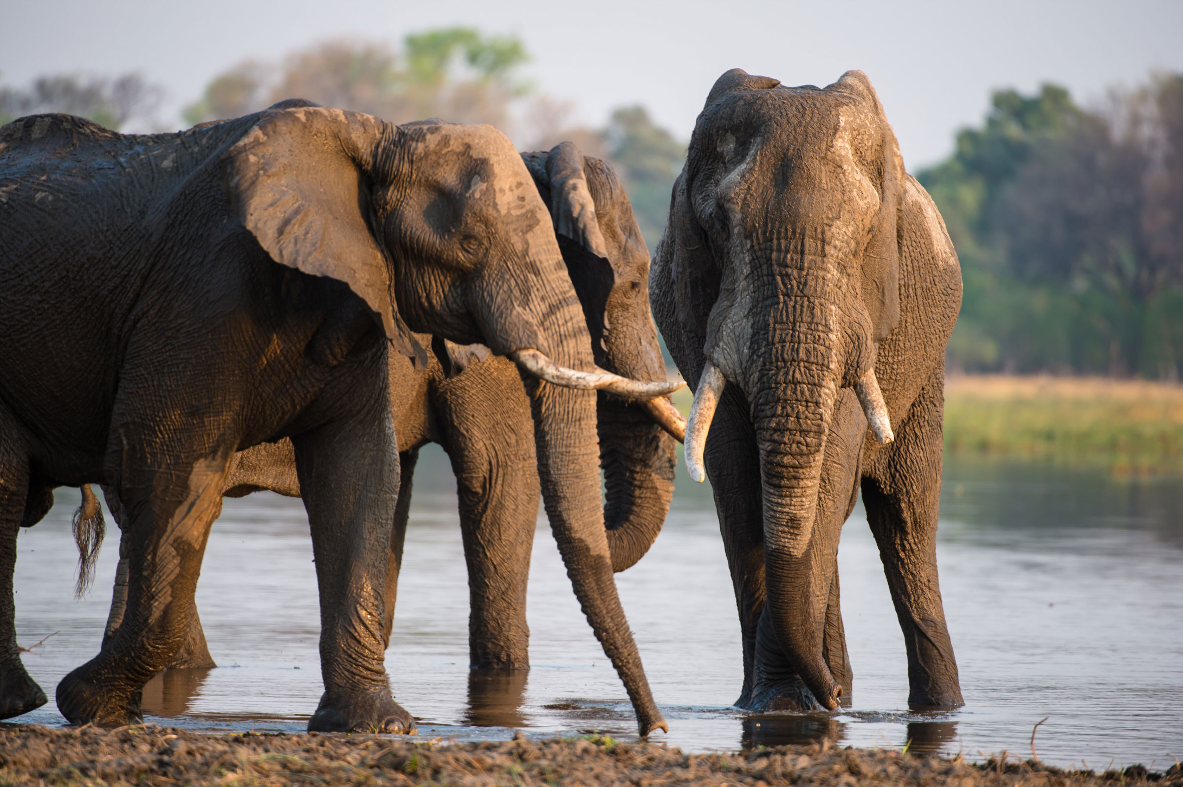 safari urlaub afrika pauschalreise