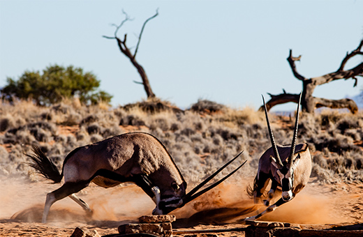 safari urlaub afrika pauschalreise