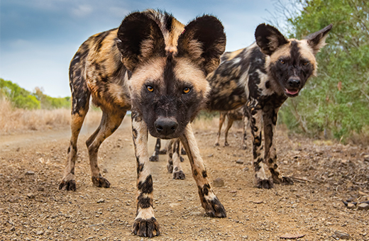 wild dogs africa scout