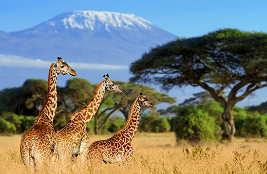 safari urlaub afrika pauschalreise