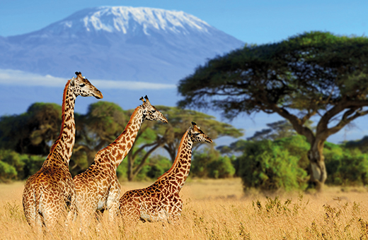 giraffes kilimanjaro afrikascout