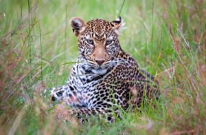 Tansania Privatreise Safari Sansibar - Leopard