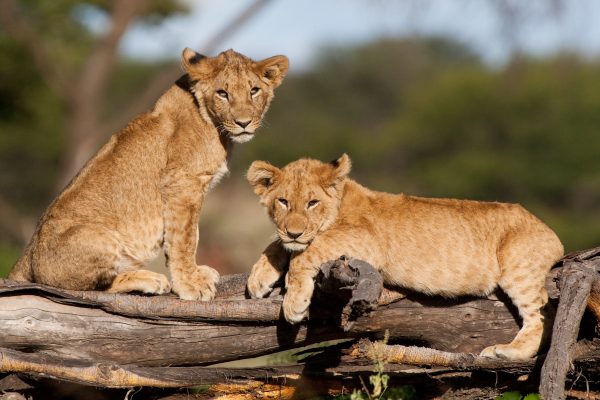 loewenbabies auf safari mit afrikascout