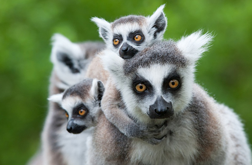 catta lemurs madagascar africa scout