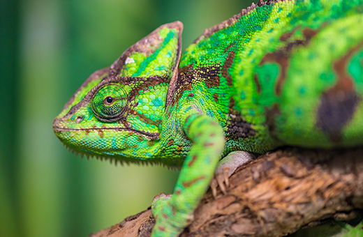 african scout chameleon madagascar