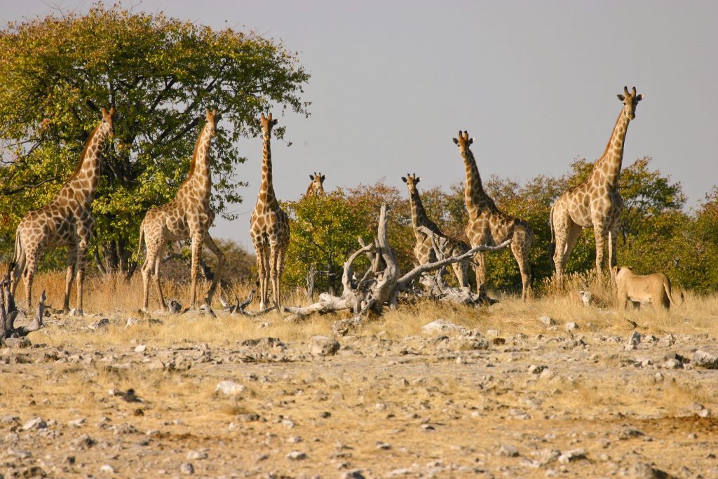 namibia-etosha-giraffen-und-loewen