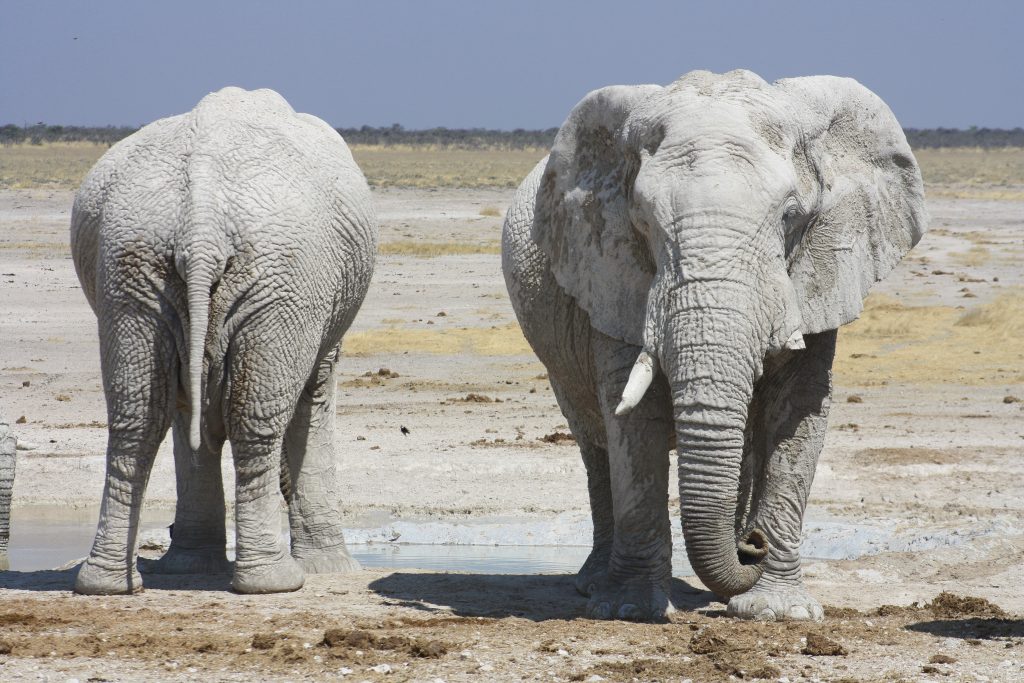 namibia-etosha-nationalpark-elefanten