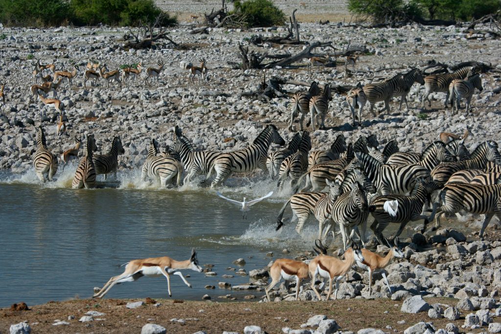 namibia-etosha-wasserloch