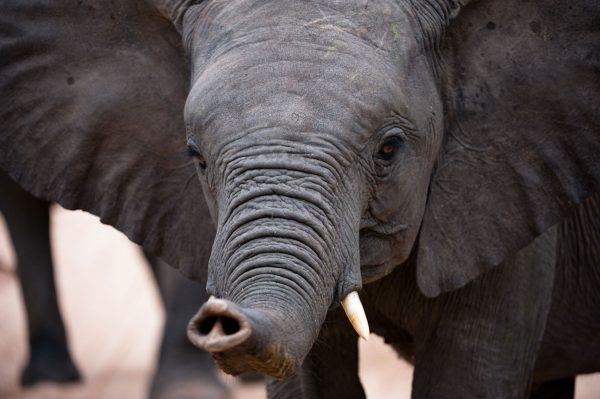 elefant auf safari mit afrikascout