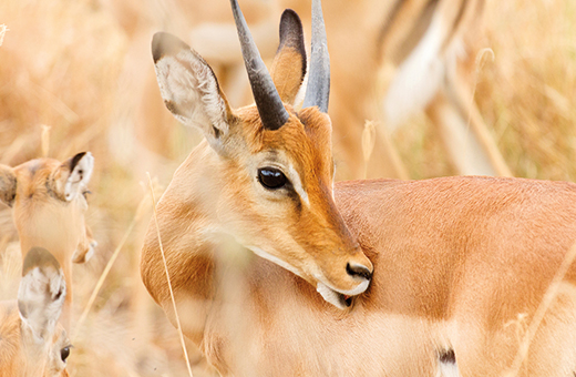 antilope afrikascout