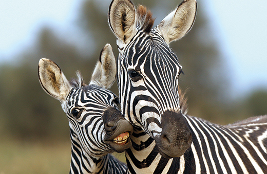 zebra afrikascout