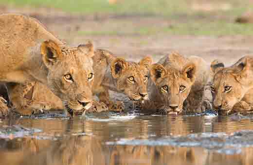 safari urlaub afrika pauschalreise