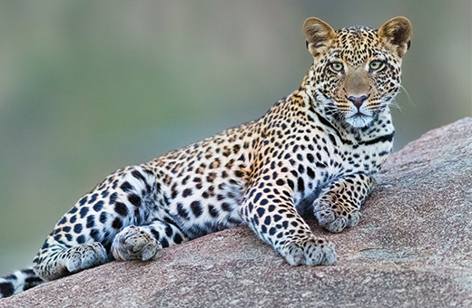 leopard afrikascout
