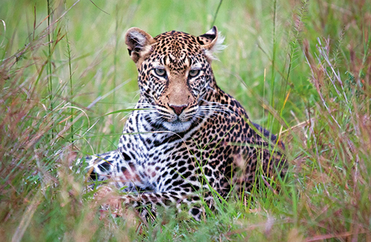leopard afrikascout