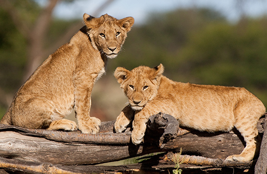 safari urlaub afrika pauschalreise