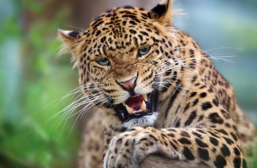 afrikascout leopard