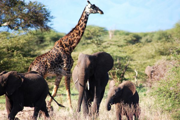 elefanten und giraffen auf safari mit afrikascout