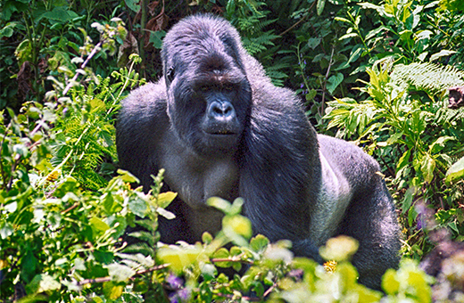 safari urlaub afrika pauschalreise