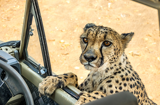 cheetah safari africa scout
